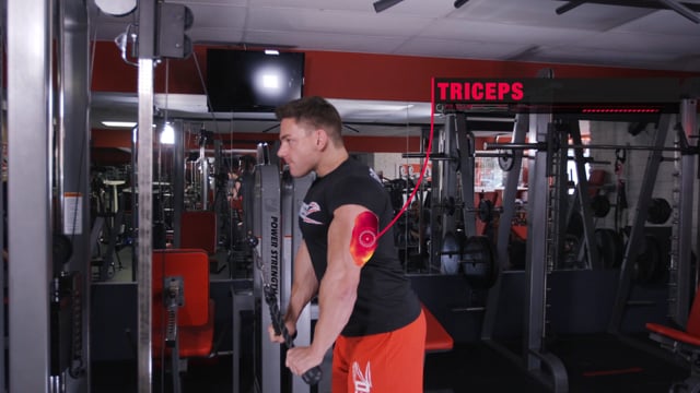Seated Alternating Dumbbell Curls