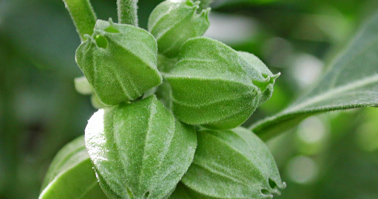 Decrease Stress & Anxiety With This 1 Ingredient